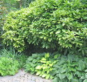 spotted laurel